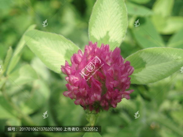 紅車軸草