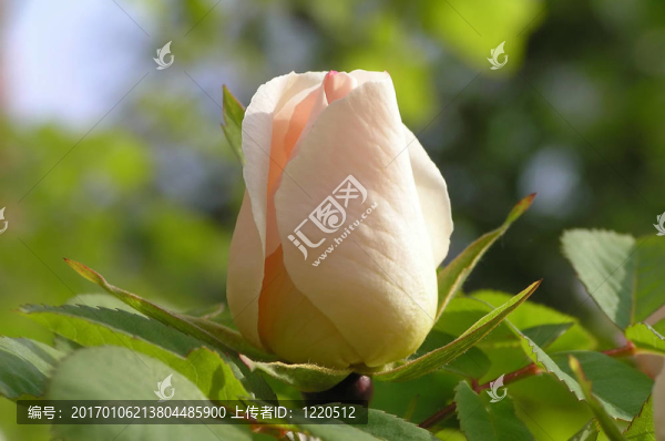 玫瑰花蕾
