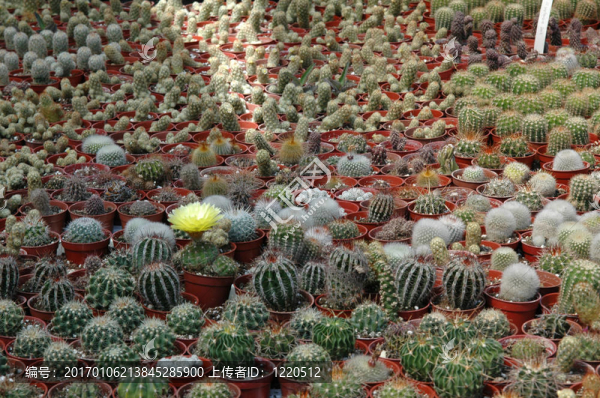 單notocactus盛開的仙人掌苗圃