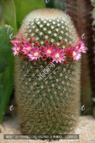 枕形仙人掌開花