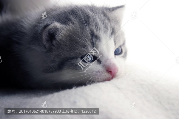 懶惰的小貓