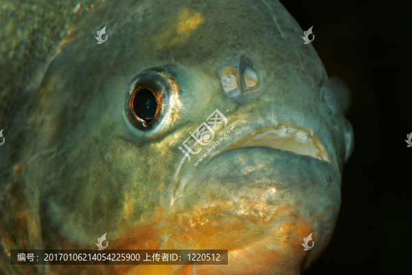 食人魚