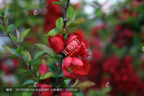 樹上新春花的特寫