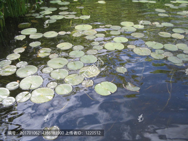 子午蓮-匯圖網(wǎng) www.fosd68.com 子午蓮