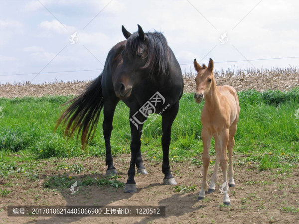 母馬和小馬駒