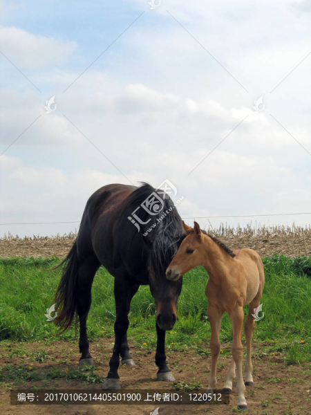 母馬和小馬駒