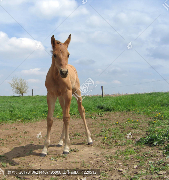 季度匹小馬駒