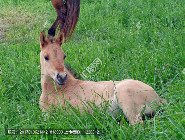 在牧場的小馬駒