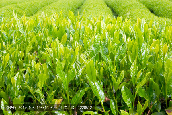shincha