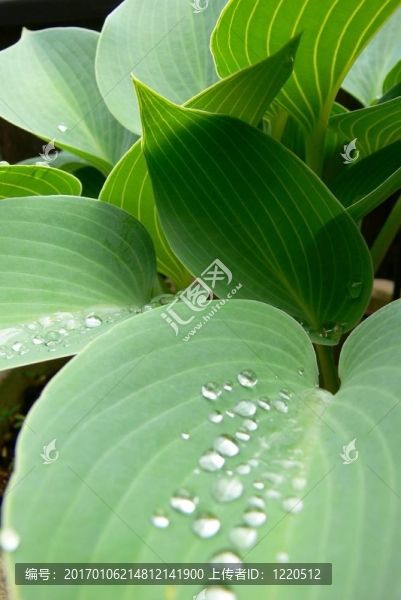 玉簪葉