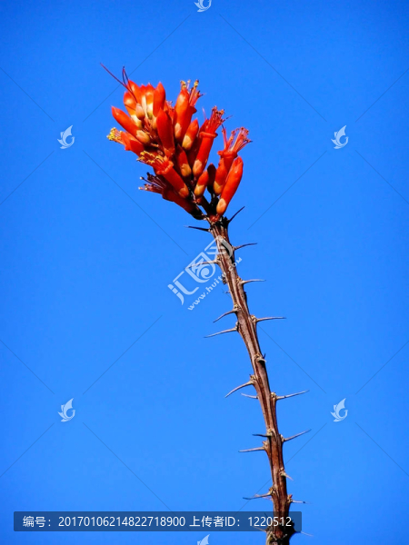 仙人掌
