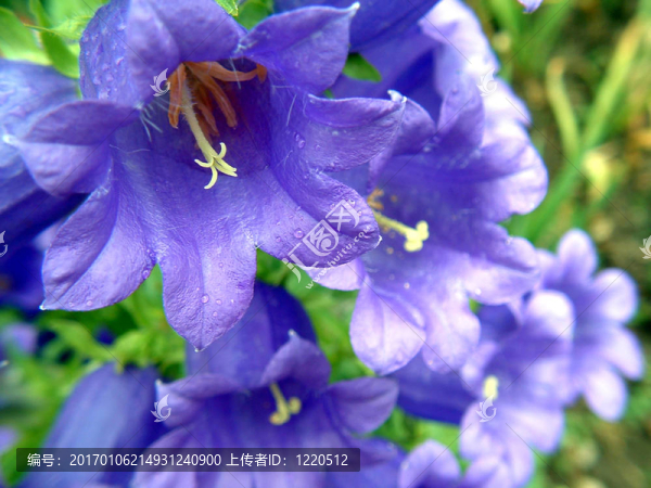 花