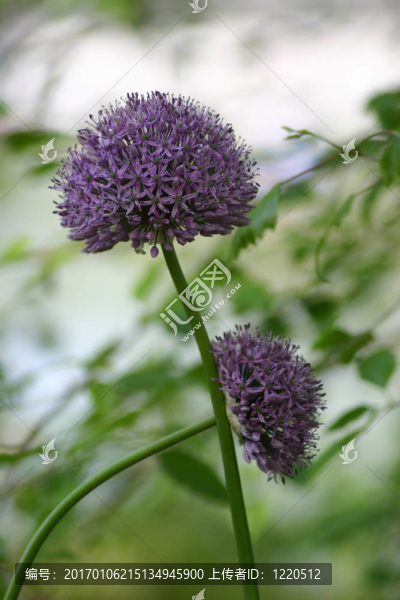 紫色的花