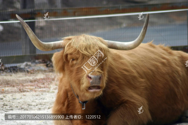 蘇格蘭高地牛