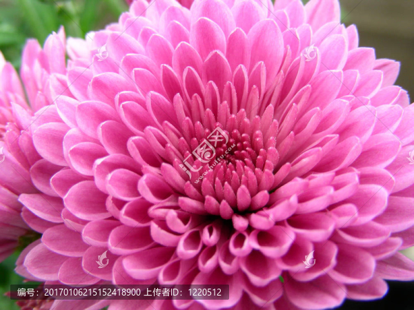 花的愛