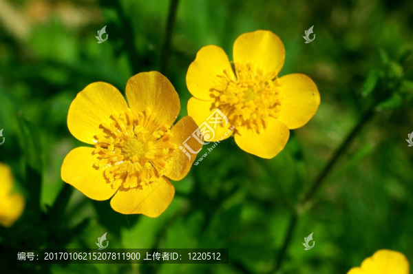 夏花毛茛；矛草；