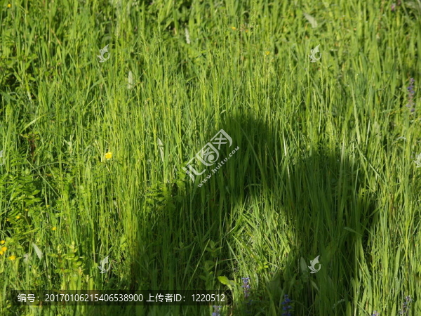 草中的夫婦