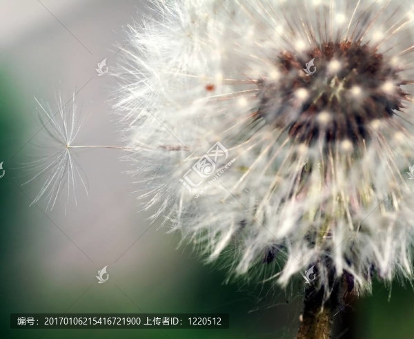小種子試圖打破自由。