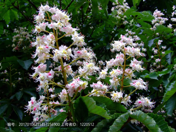 板栗花