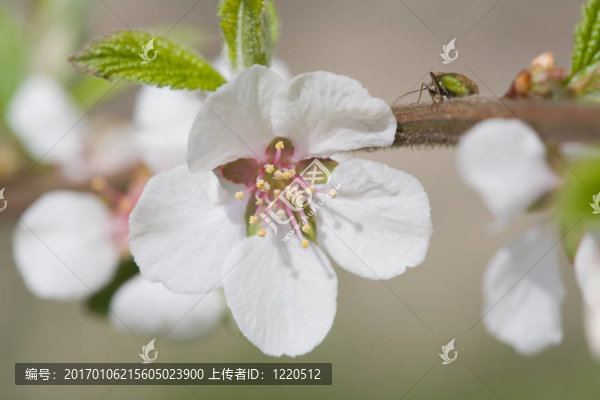 春天的花朵