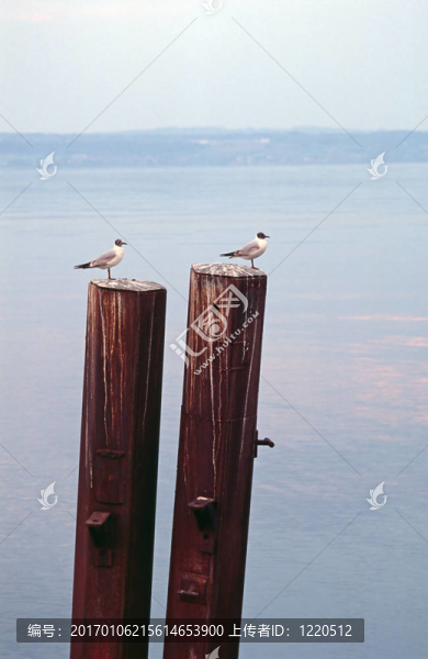 兩海鷗-匯圖網(wǎng) www.fosd68.com 兩海鷗