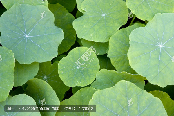 綠色的百合花