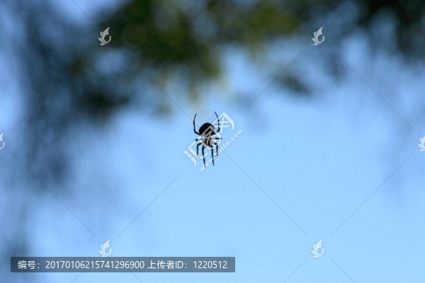 蜘蛛在網(wǎng)絡