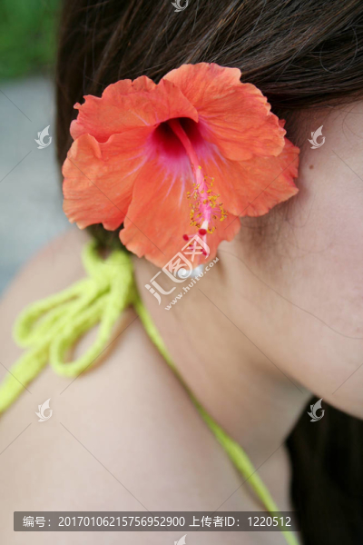 木槿