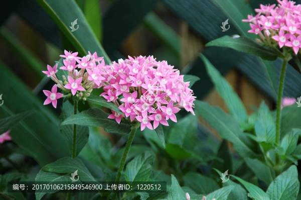 蔥的花