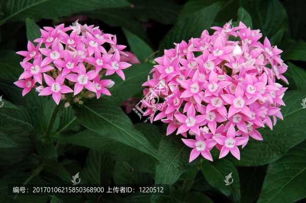 蔥的花