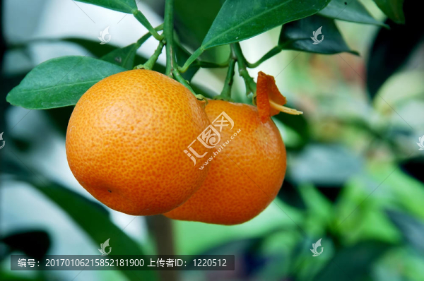 四季橘柑橘橙