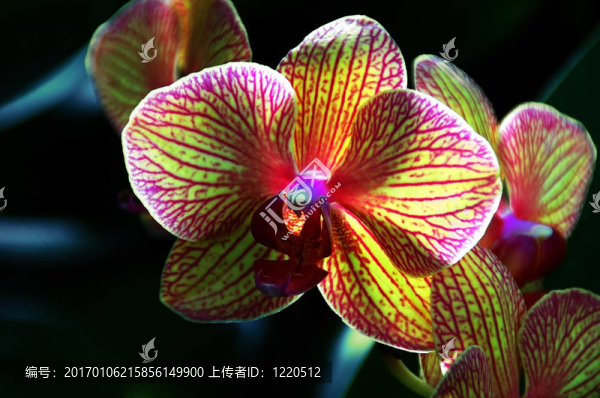 萬花筒的蘭花
