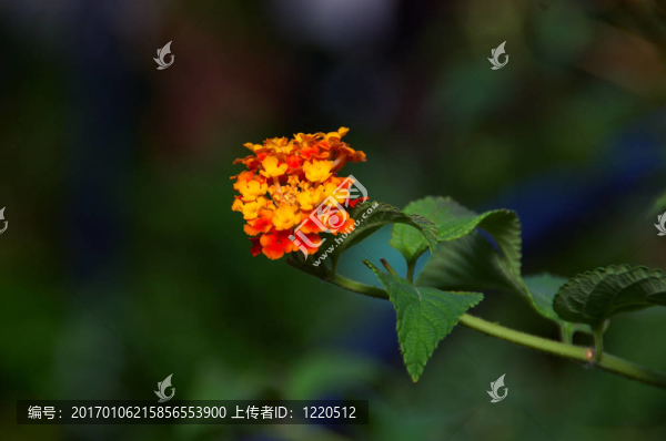 馬纓丹花-匯圖網(wǎng) www.fosd68.com 馬纓丹花