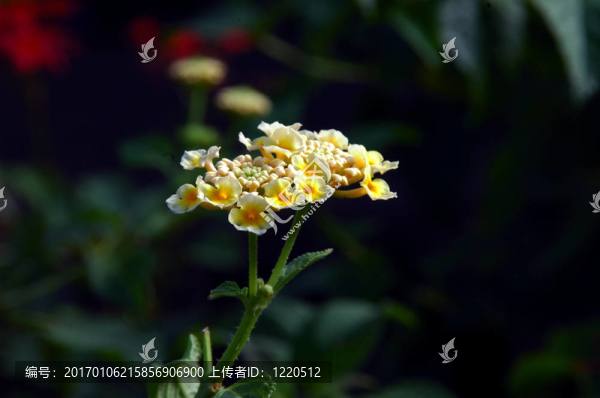 馬纓丹花