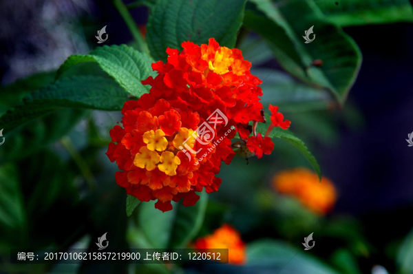 馬纓丹花