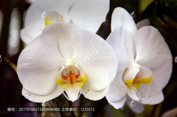 白蘭花
