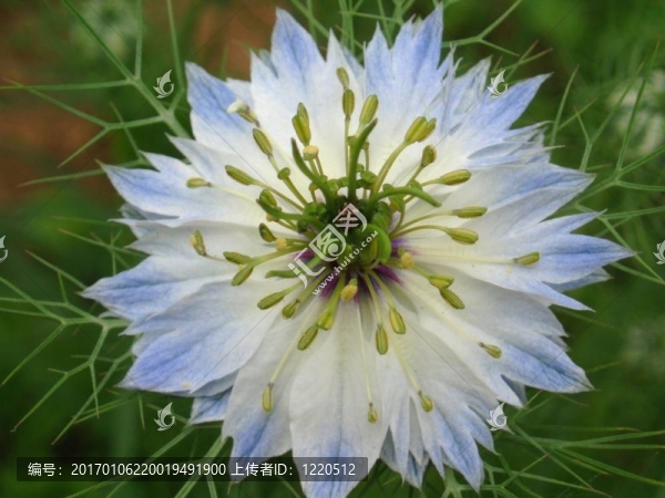 藍(lán)White,Flowe