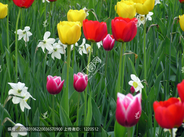 我的花園