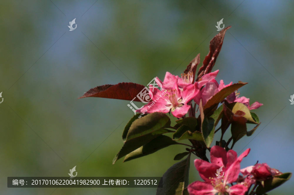 蟹蘋果花