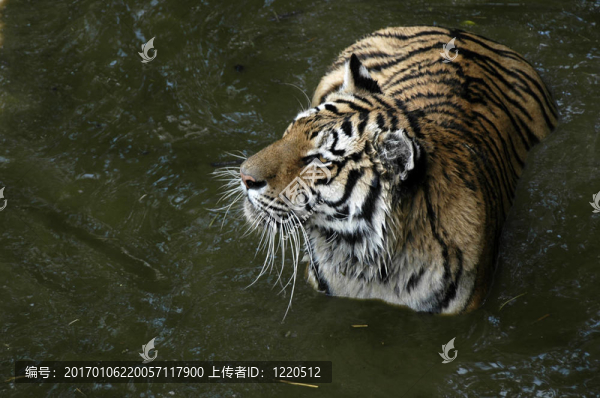 老虎在水