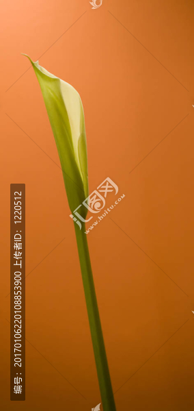 Calla,Lily橙