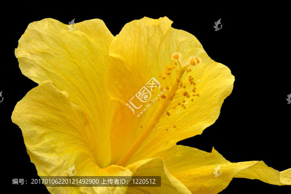 黃色的花-匯圖網(wǎng) www.fosd68.com 黃色的花