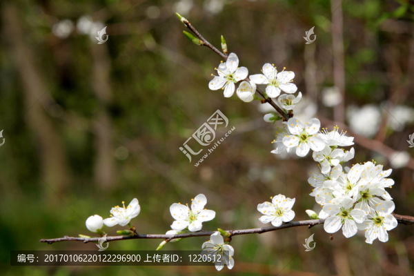 黑刺李