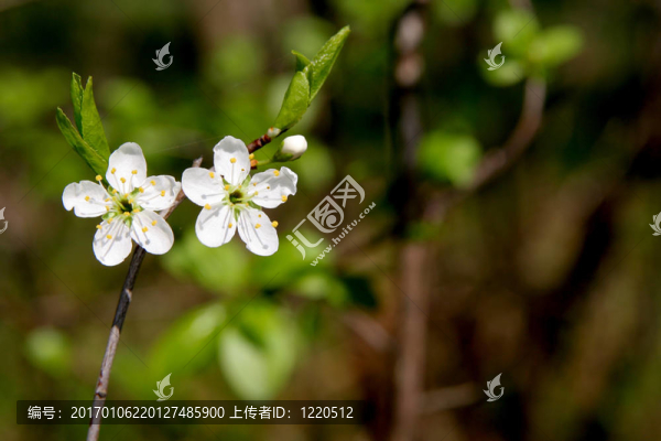 黑刺李