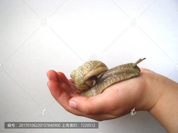 蝸牛