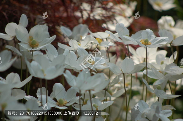 白色的花