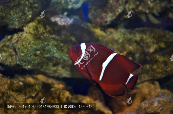 海洋魚類