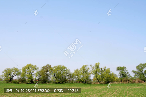 田野和樹木