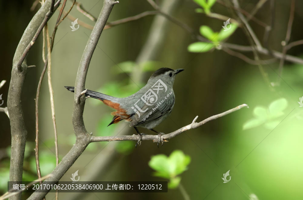 羅賓