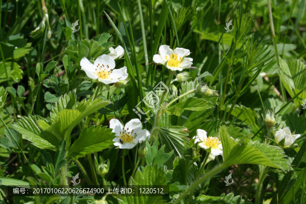 野草莓